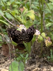 Cycloglypha thrasibulus thrasibulus