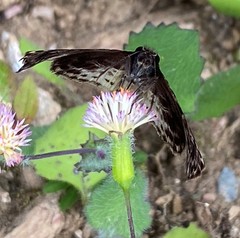 Cycloglypha thrasibulus thrasibulus
