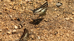 Graphium aristeus