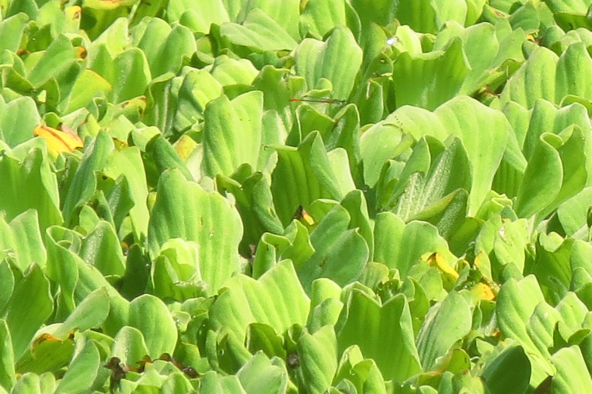 Pistia stratiotes