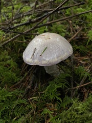 Cortinarius camphoratus
