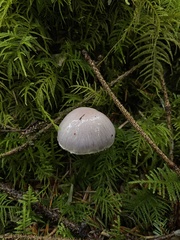 Cortinarius camphoratus