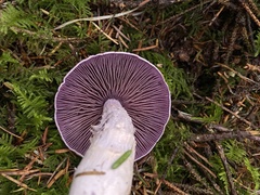 Cortinarius camphoratus