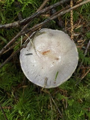 Cortinarius camphoratus