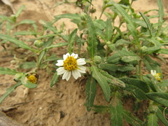 Melampodium cinereum