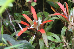 Guzmania nidularioides