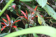 Guzmania nidularioides