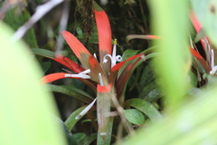 Guzmania nidularioides