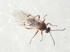 Cynips quercusfolii