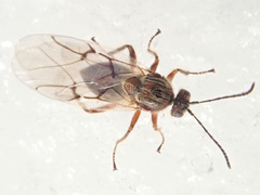 Cynips quercusfolii