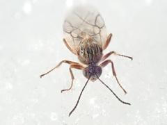 Cynips quercusfolii