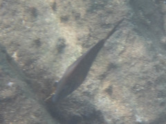Acanthurus chirurgus