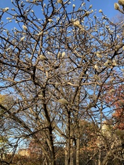 Magnoliopsida