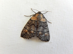 Dysbatus singularis