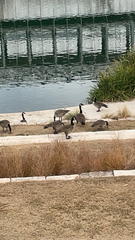 Branta canadensis