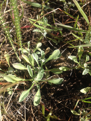 Hesperevax sparsiflora