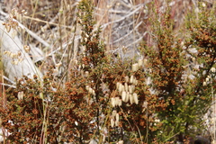 Erica mauritanica