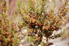 Erica mauritanica