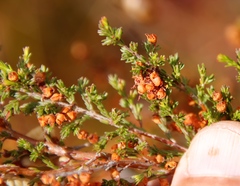 Erica mauritanica