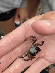 Cyclograpsus granulosus