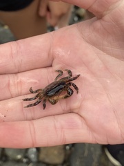 Cyclograpsus granulosus