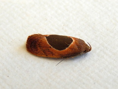 Hoplomorpha abalienella