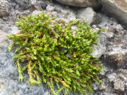 Arenaria venezuelana (Arenaria venezuelana)