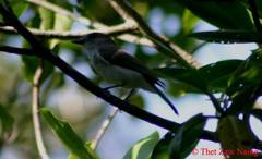 Pachycephala cinerea