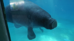 Trichechus inunguis