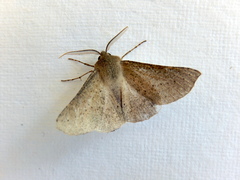 Oenochroma subustaria