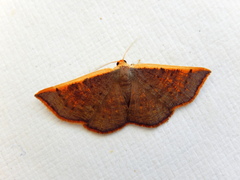 Picromorpha pyrrhopa