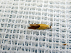 Opogona protodoxa
