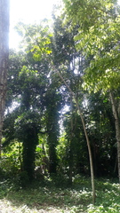 Cecropia palmata