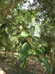 Ficus adhatodifolia