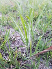 Plantago aristata