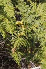 Eriophyes quadrifidus