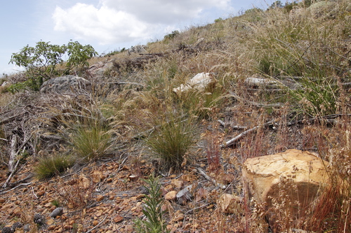 Image of Tenaxia stricta by (c) Tony Rebelo, some rights reserved (CC BY-SA)