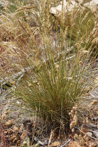 Image of Tenaxia stricta by (c) Tony Rebelo, some rights reserved (CC BY-SA)