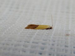 Opogona protodoxa