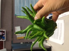 Citrus medica sarcodactylis
