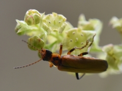 Cantharis terminata