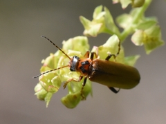Cantharis terminata