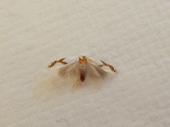 Opostegoides gephyraea