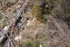 Pentameris densifolia