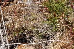 Pentameris densifolia