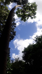 Cecropia palmata