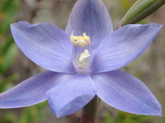 Thelymitra erosa