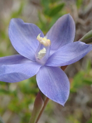 Thelymitra erosa