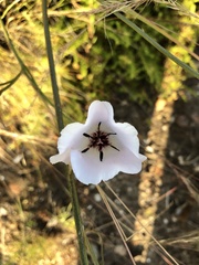 Calochortus splendens