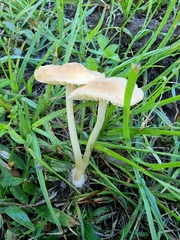 Marasmius vagus